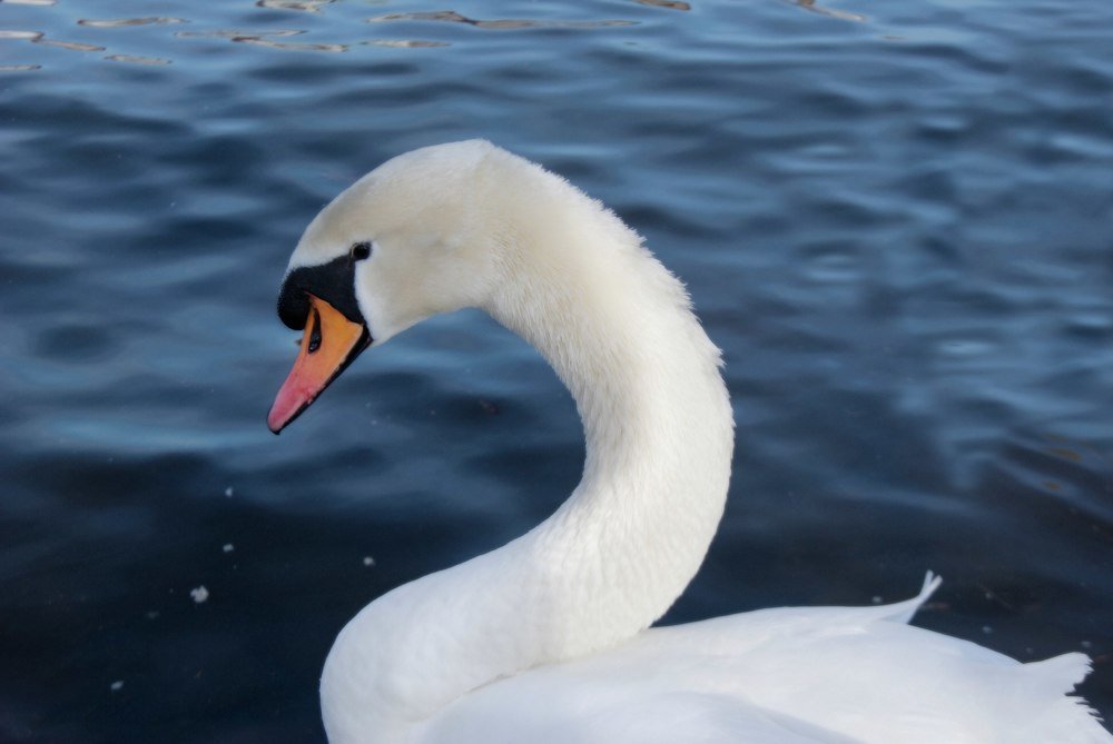 Photograph by Елена Плахотько