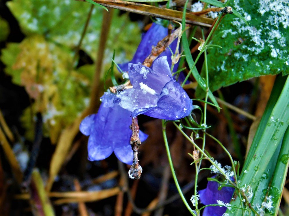 Photograph by Чкареули Светлана