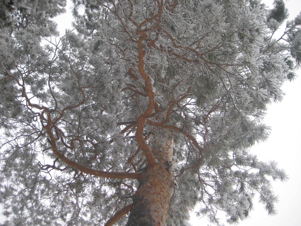 Photograph by Светлана Хоботова