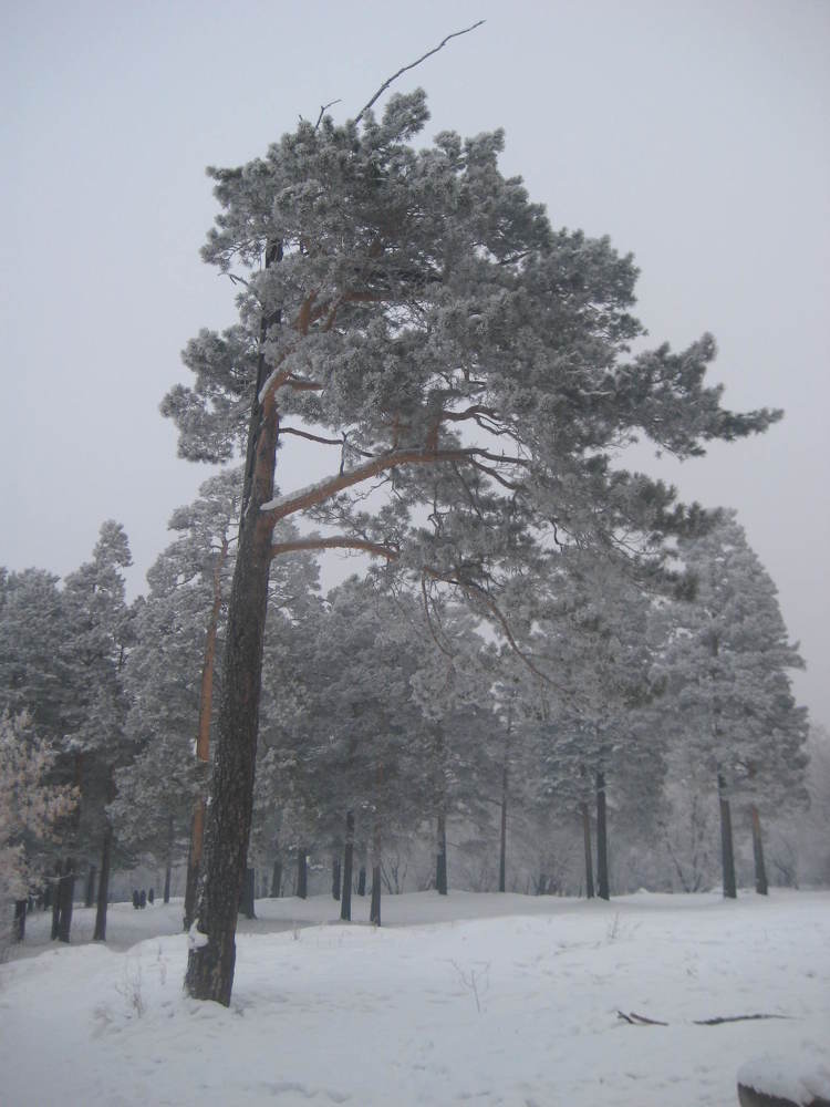 Photograph by Светлана Хоботова