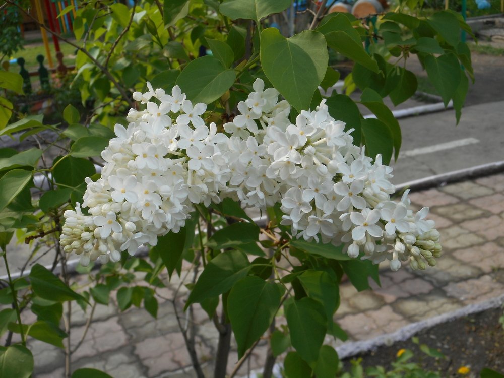 Photograph by Светлана Хоботова