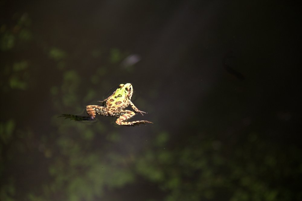 Парящая лягушка