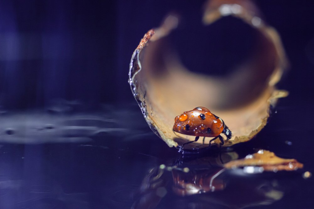 Прогулка по воде