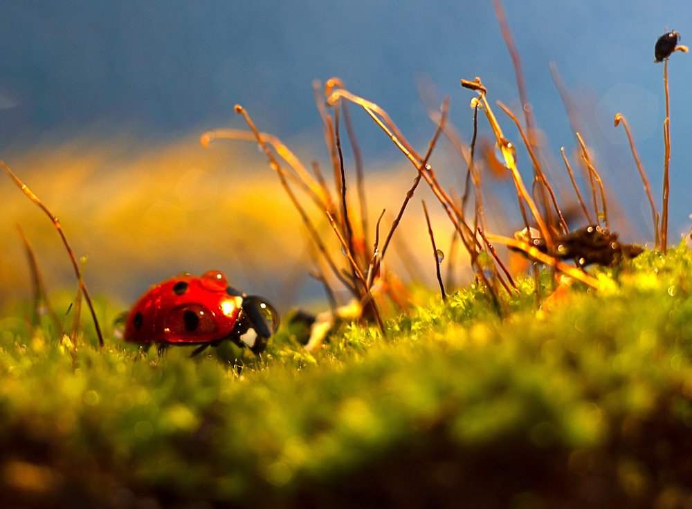 Собиратель росы