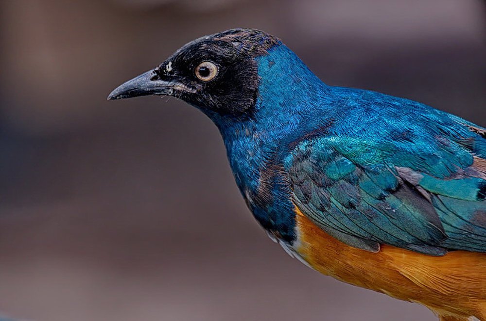 Photograph by Lev Prilutsky