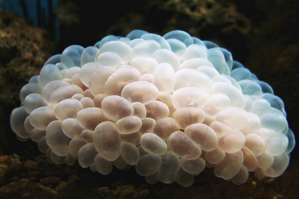 Подводный мозг