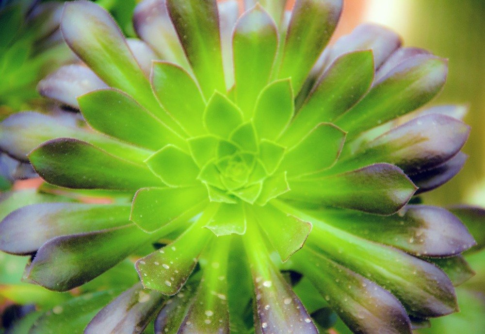 Photograph by  Hamid