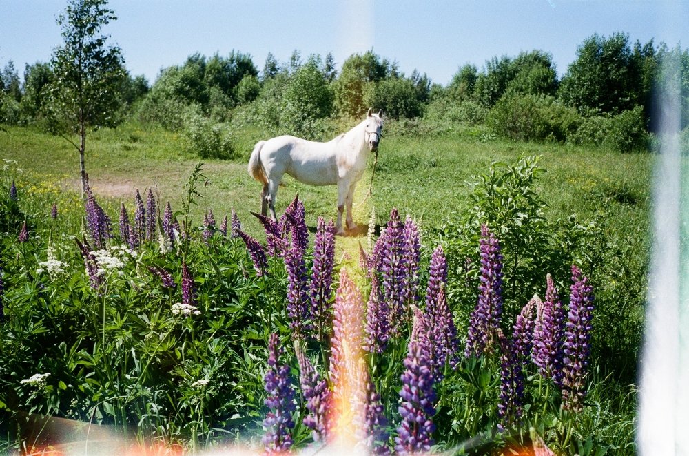 Photograph by Natalia Gotovko