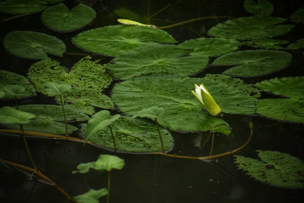 Natures Aura-Budding Lotus