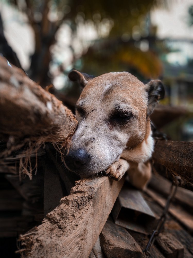 Photograph by Harisankar B