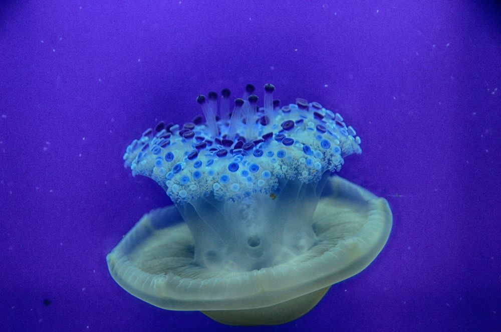 Photograph by Vesna Jakus