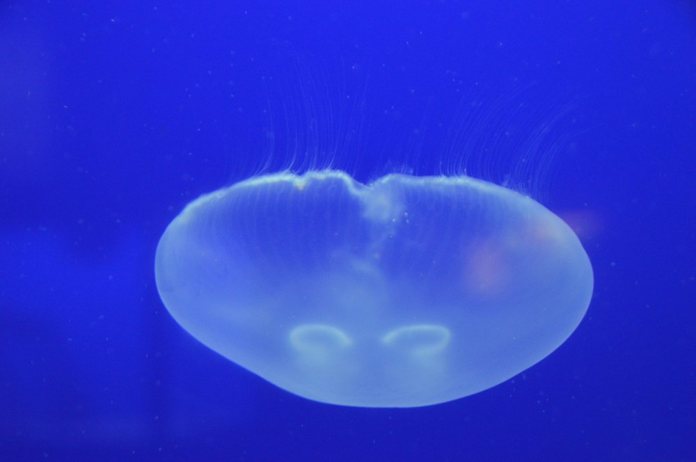 Photograph by Vesna Jakus