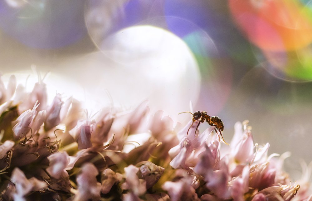 Photograph by Violeta Pas