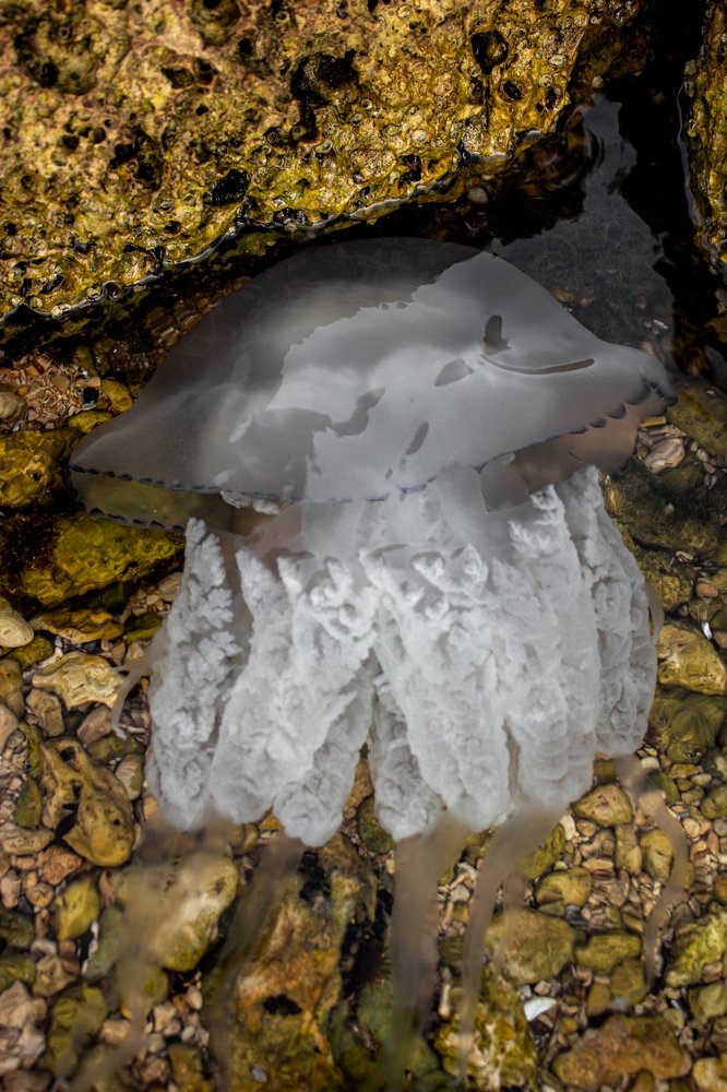 Photograph by Анастасия Тирская