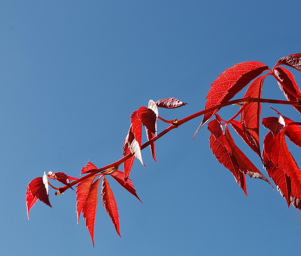Feuilles automnales.