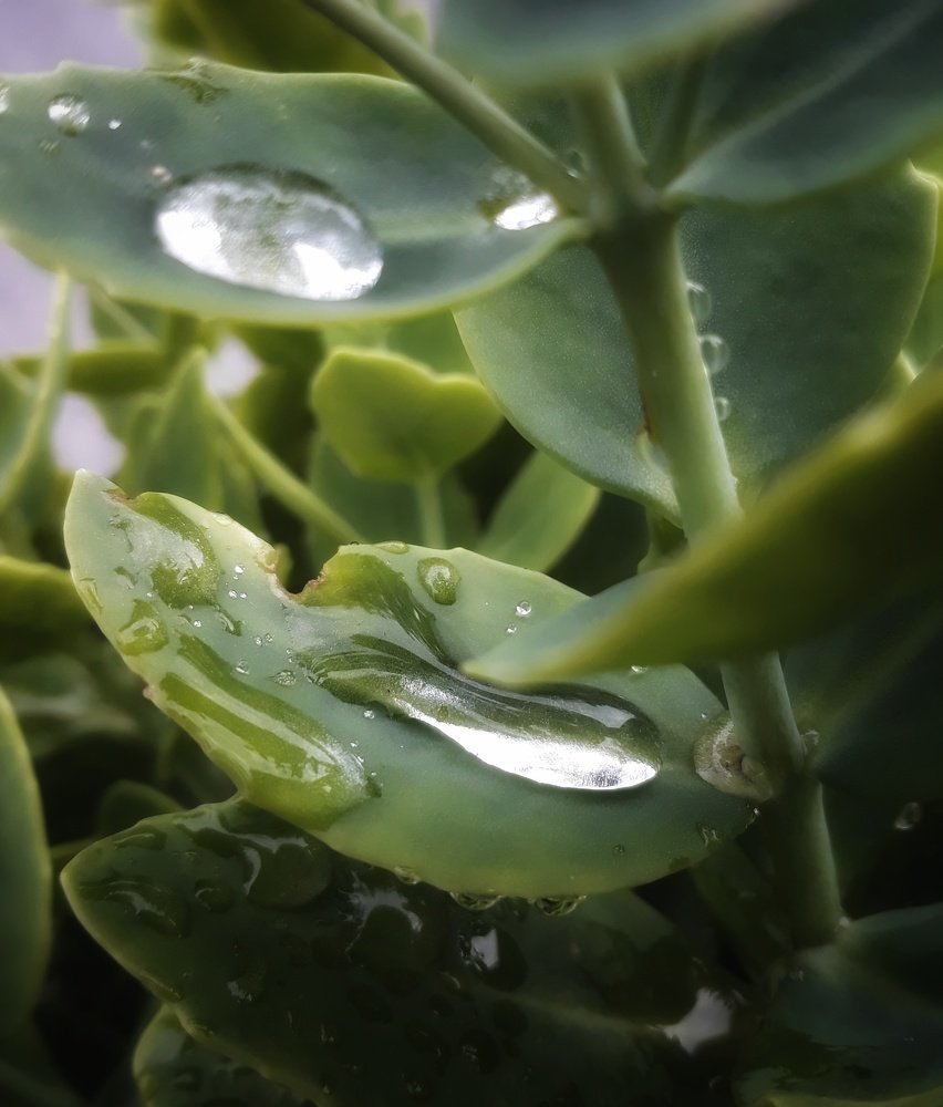 drops
