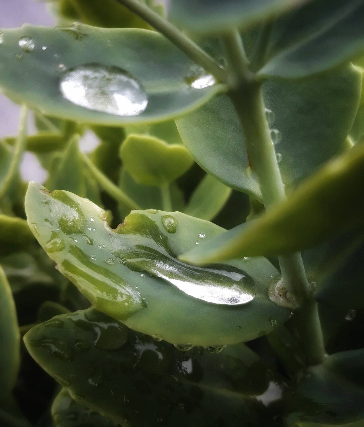 drops