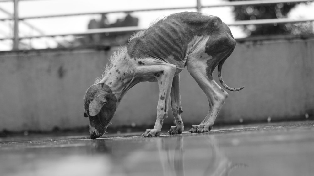 Photograph by Sagnik samajdar