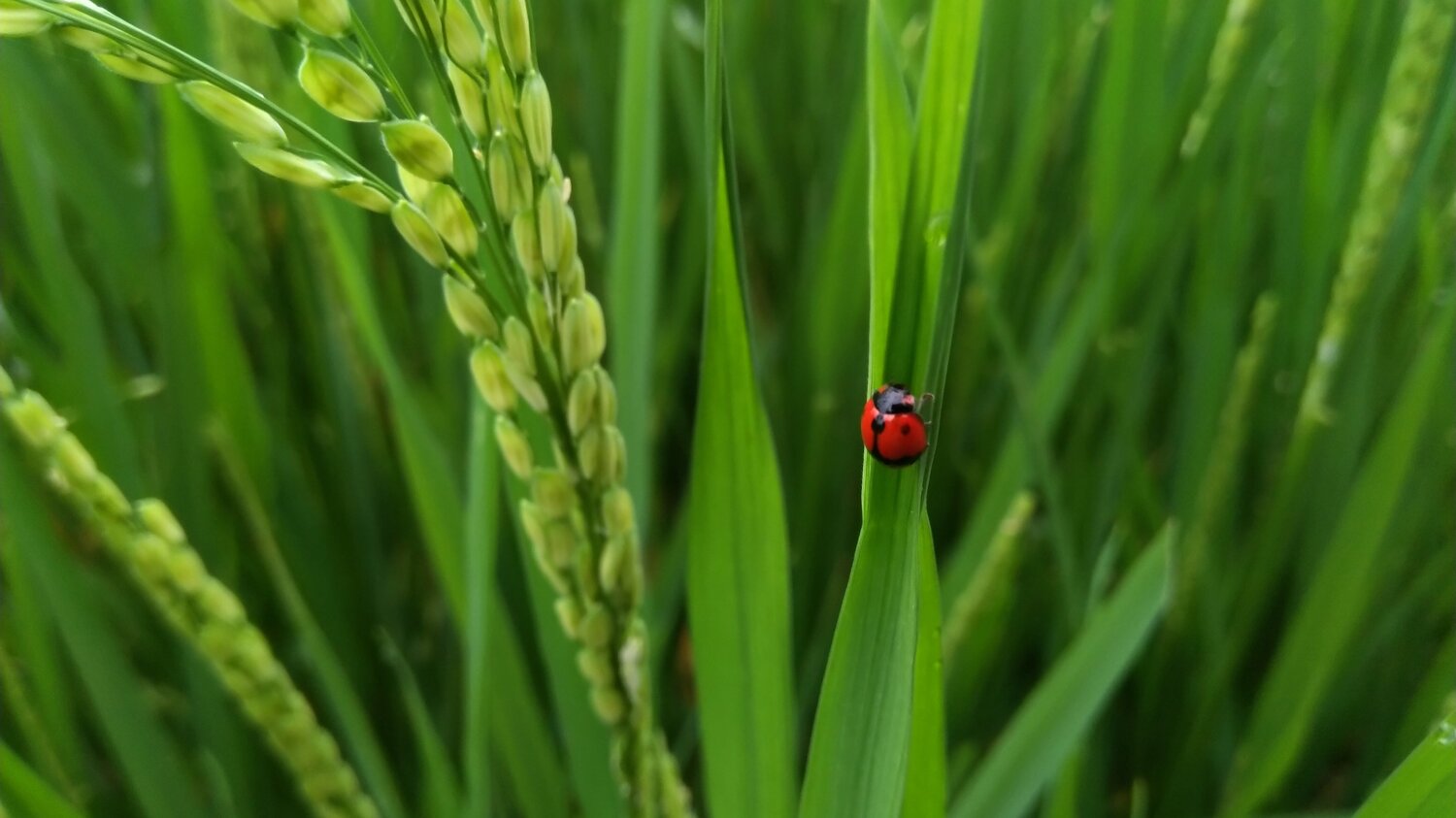 Stage of food life.