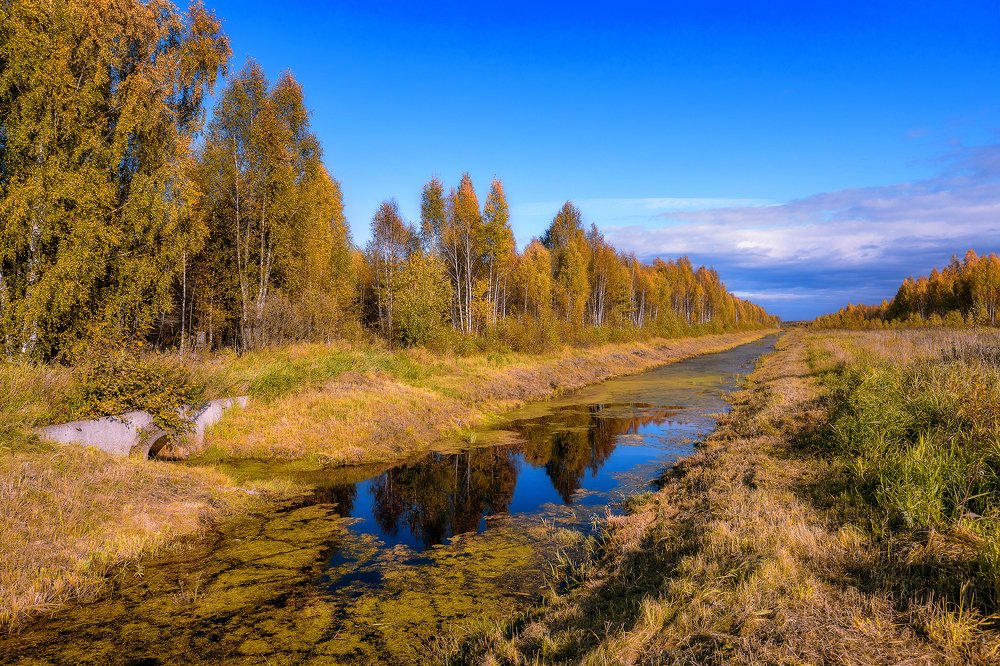 Осенний лес