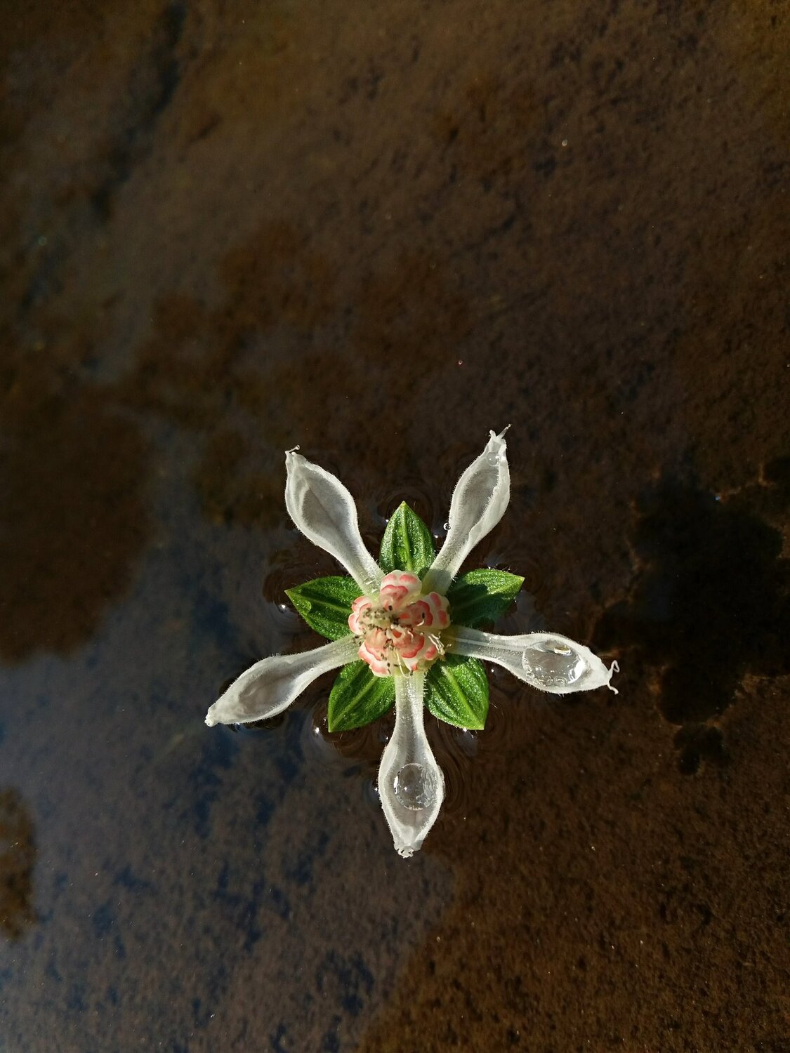Le fleur