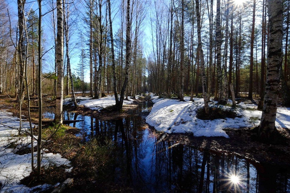 Фотография автора Елена Масленникова