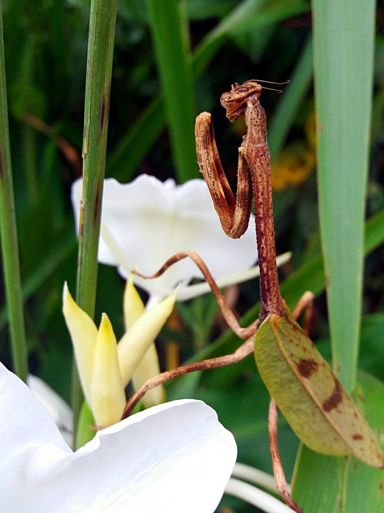 Mantis Religiosa