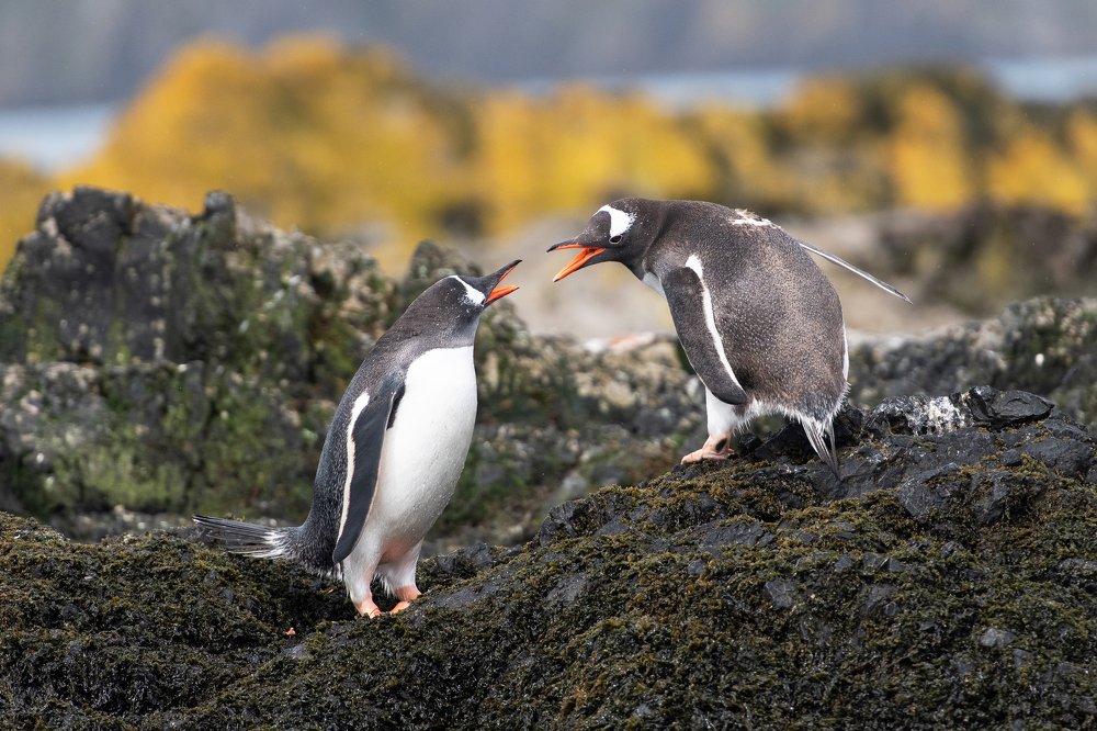 Семейная перепалка