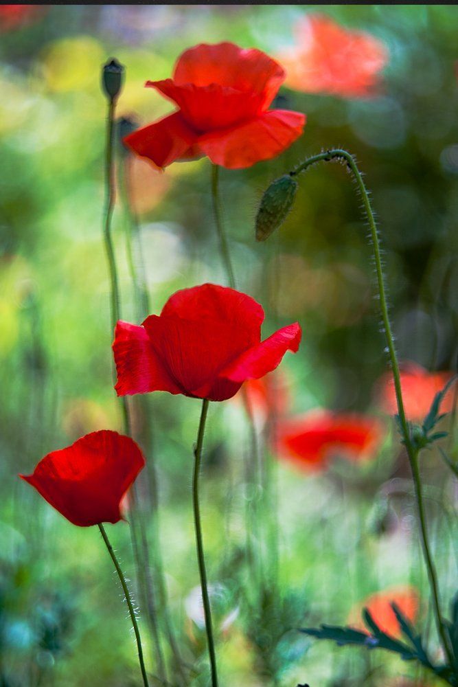 Photograph by Сергей Киселев