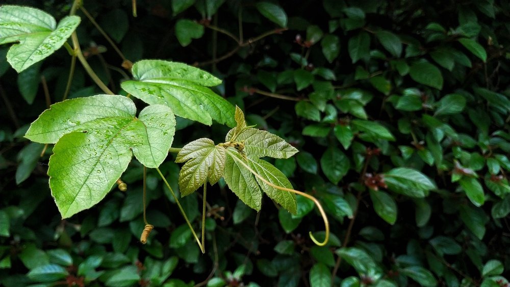 Фотография автора Mridul Chaudhary