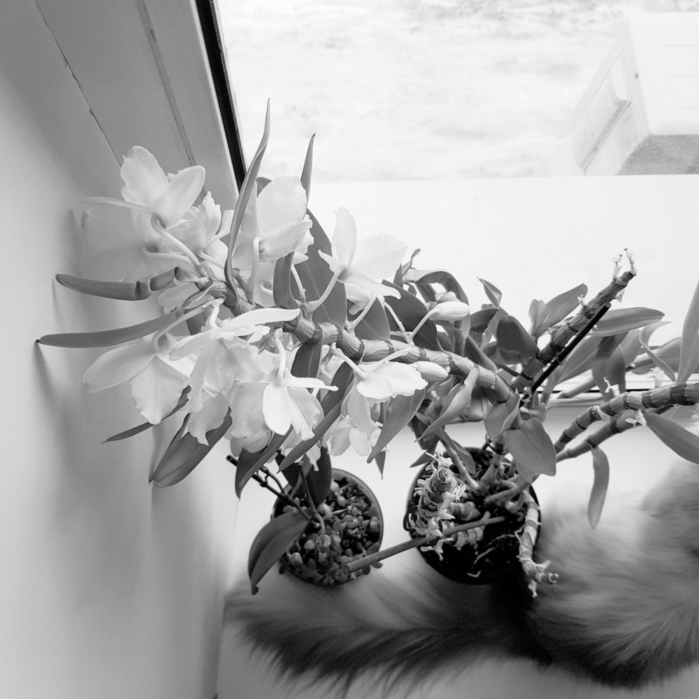 Photograph by Елена Руснак