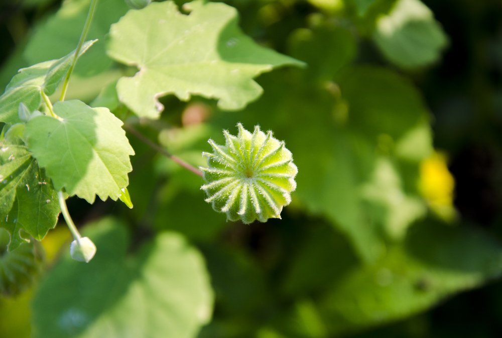 Photograph by A. M. Shafiqul Islam