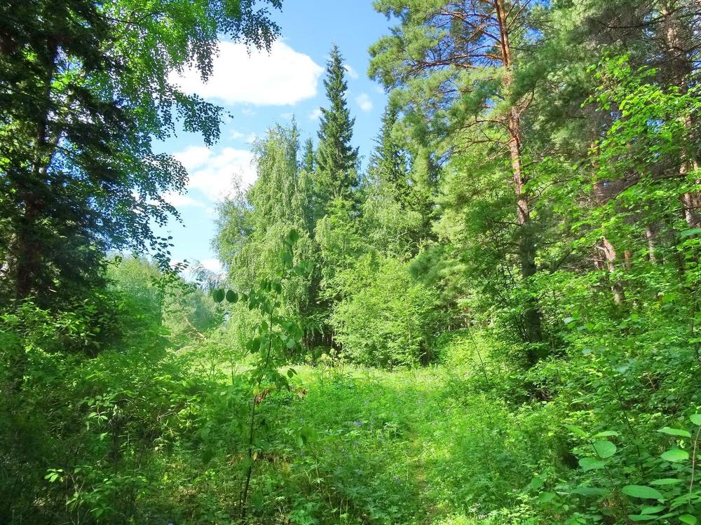 Photograph by Ольга Рогова