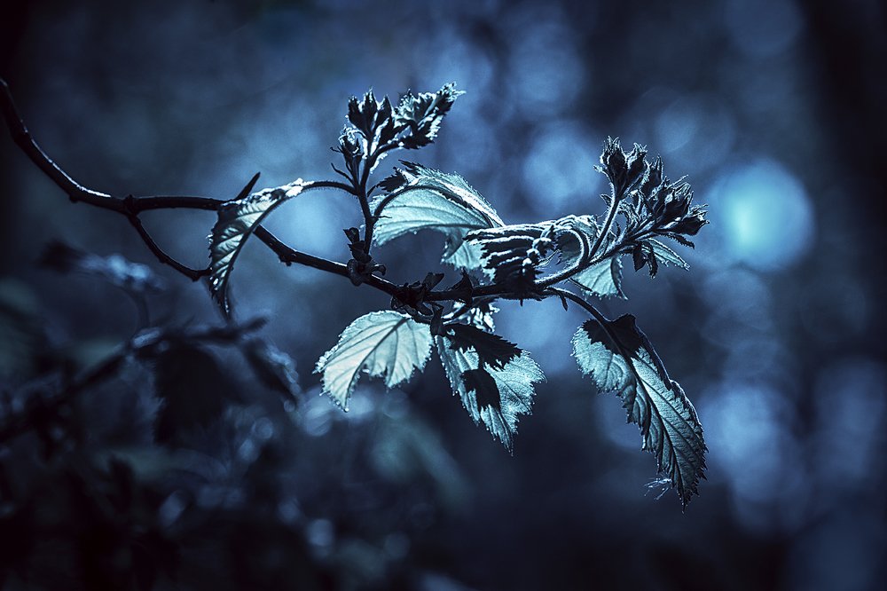 Где-то в чащах городских…