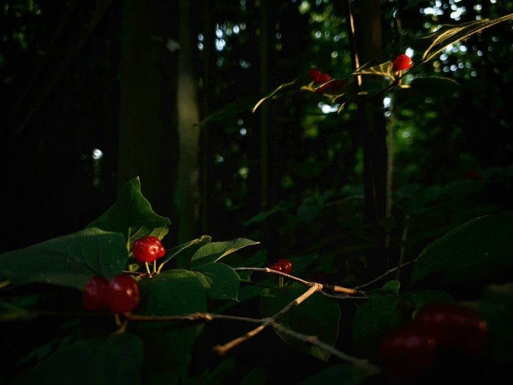 Photograph by Владимир Бакалов