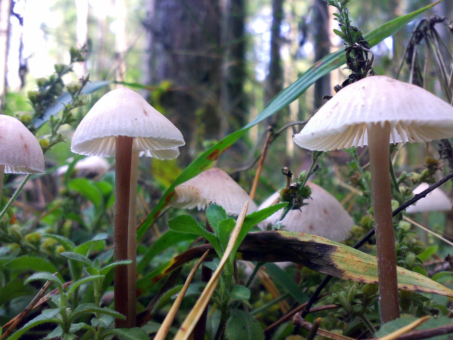 Mushrooms in the forest