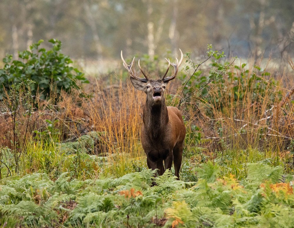 Брачный период