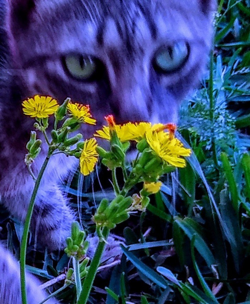 Gatito en el jardín.
