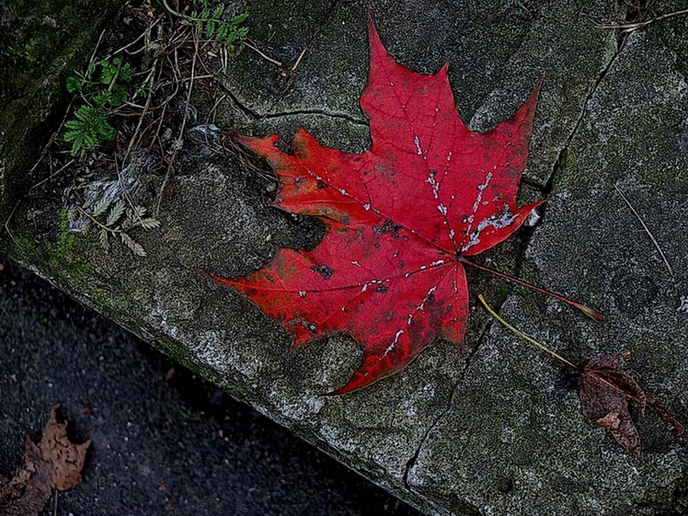 Кленовый лист