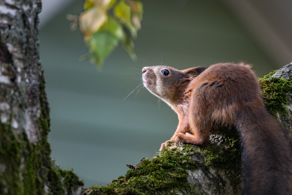 Photograph by Курлянцев Алексей