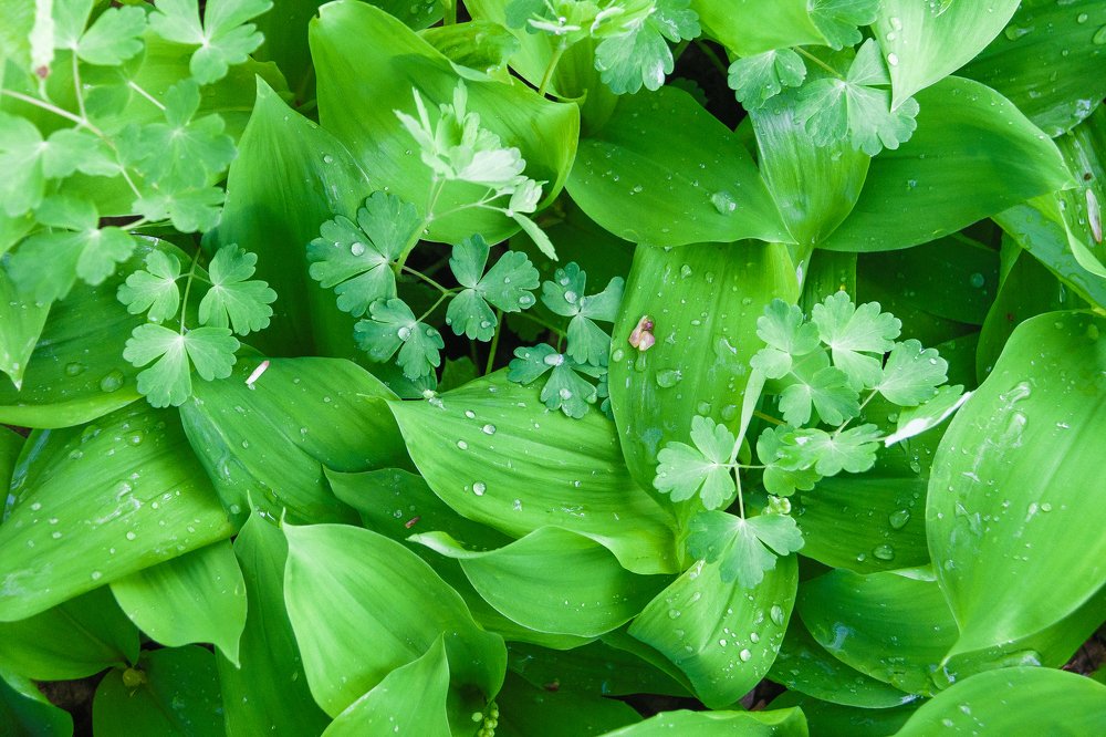 Photograph by Елена Копейкина