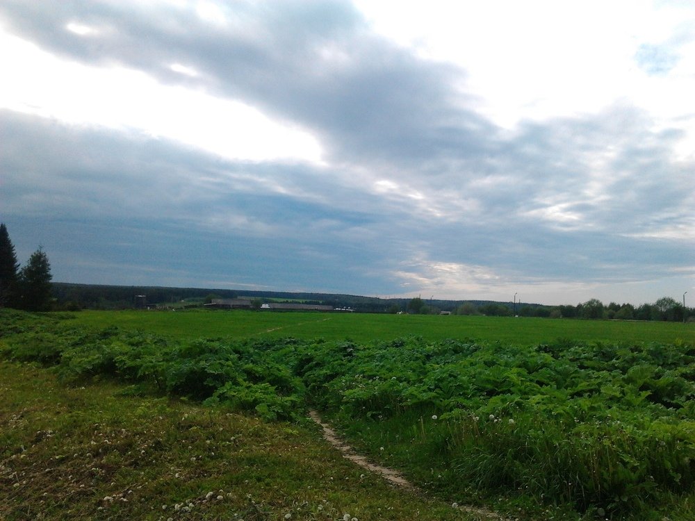 Зелёное поле