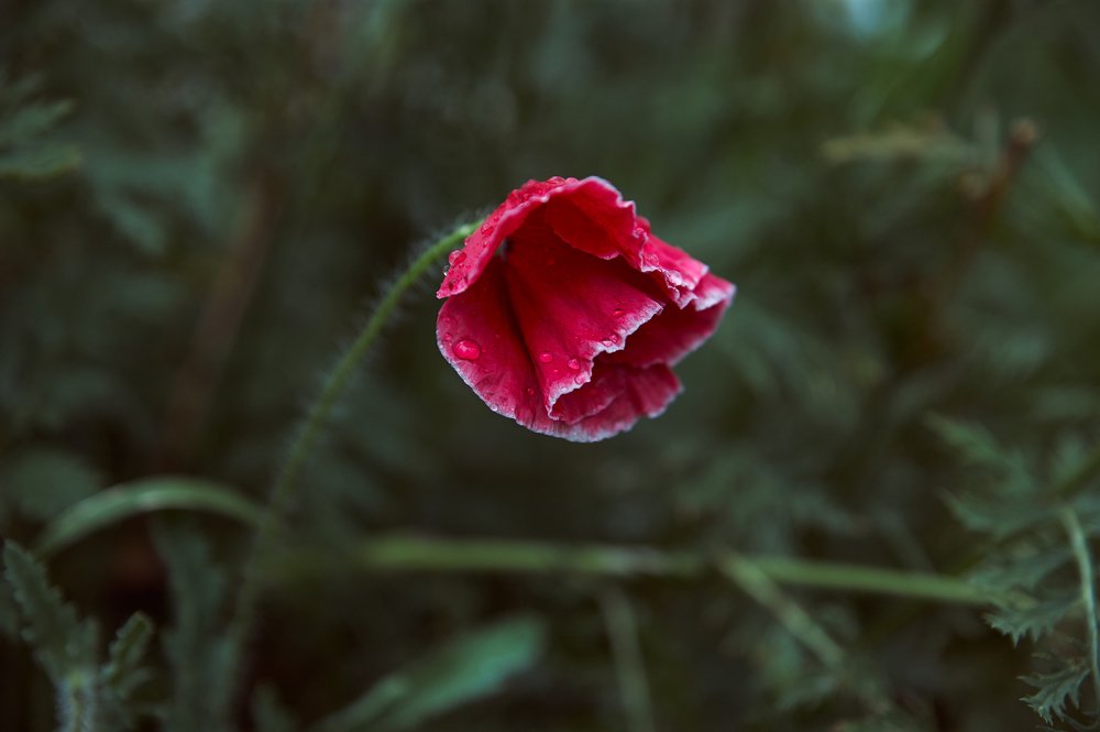 Photograph by Ирина Секачева