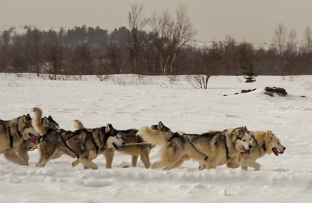 Фотография автора Olena Vorotyntseva
