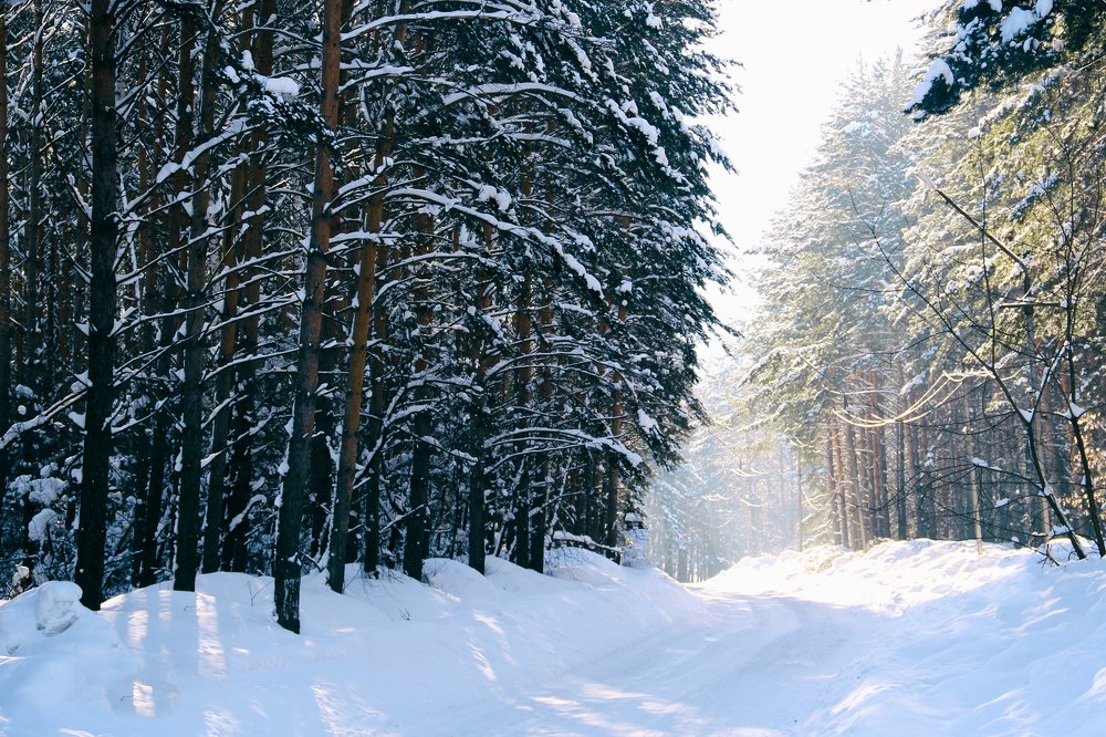 Siberian snow forest