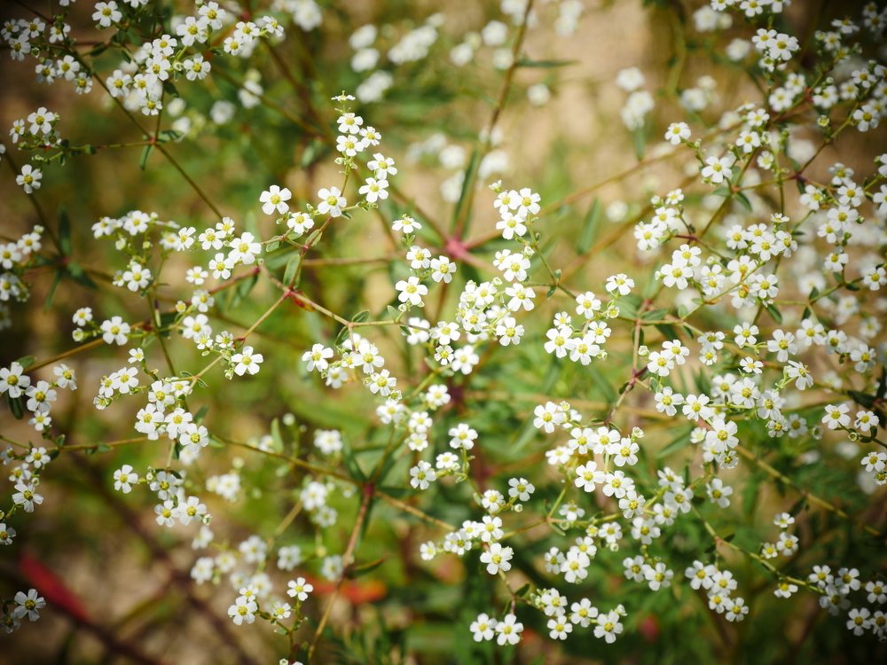 Белая нежность.