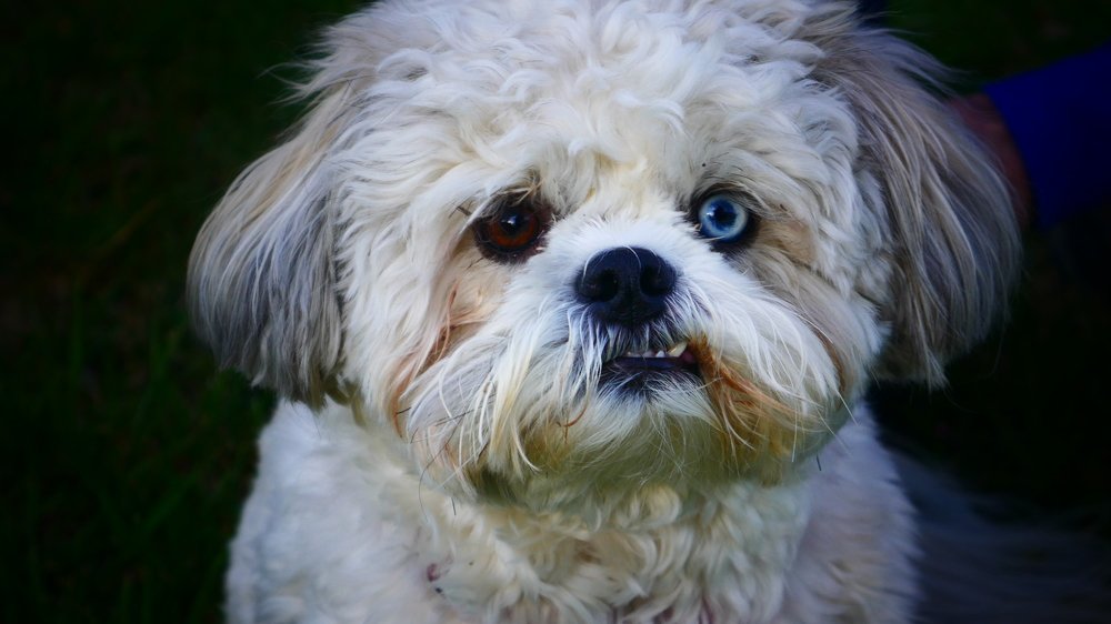 Разноглазый щенок.