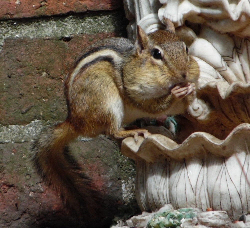 Chippy