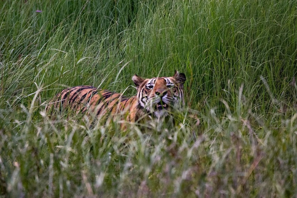 Tiger chasing the deers