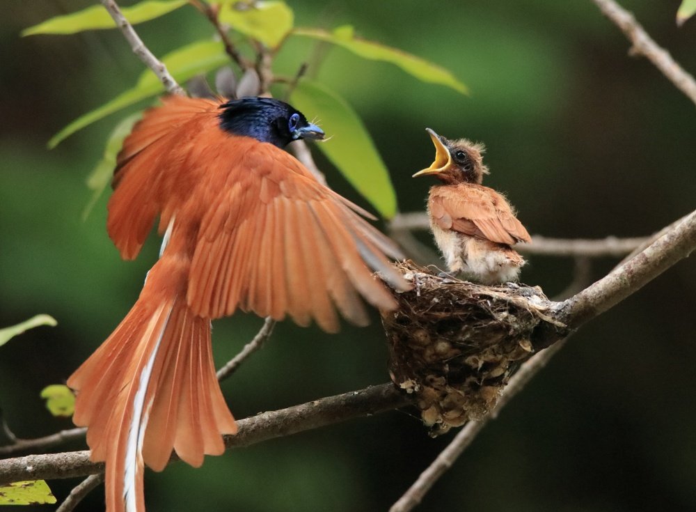 Father feeding her baby